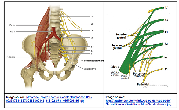 sciatic nerve distribution