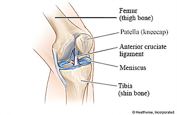 knee diagram