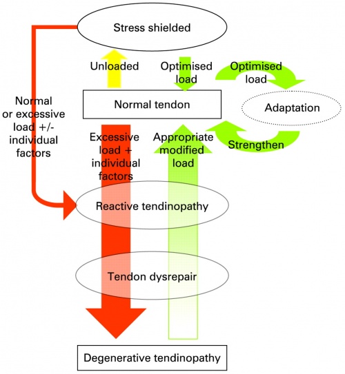 tendinopathy load