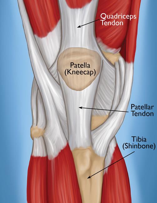 knee tendons