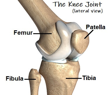 knee joint