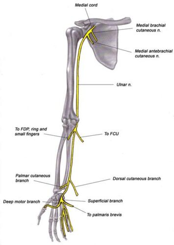 Ulnar Nerve Entrapment: My Pinky Finger Tingles!