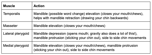 tmj function