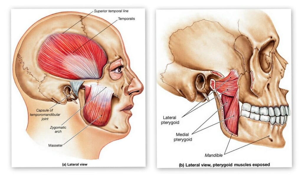 tmj muscles