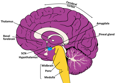 what happens in the brain when you sleep