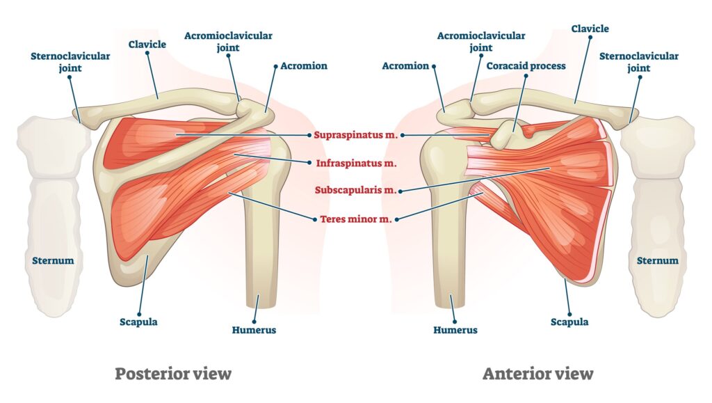 Rotator cuff and shoulder injuries. Diagram of interior and anterior views of shoulder anatomy.