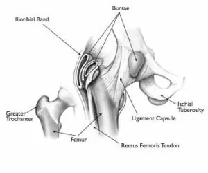 hip joint