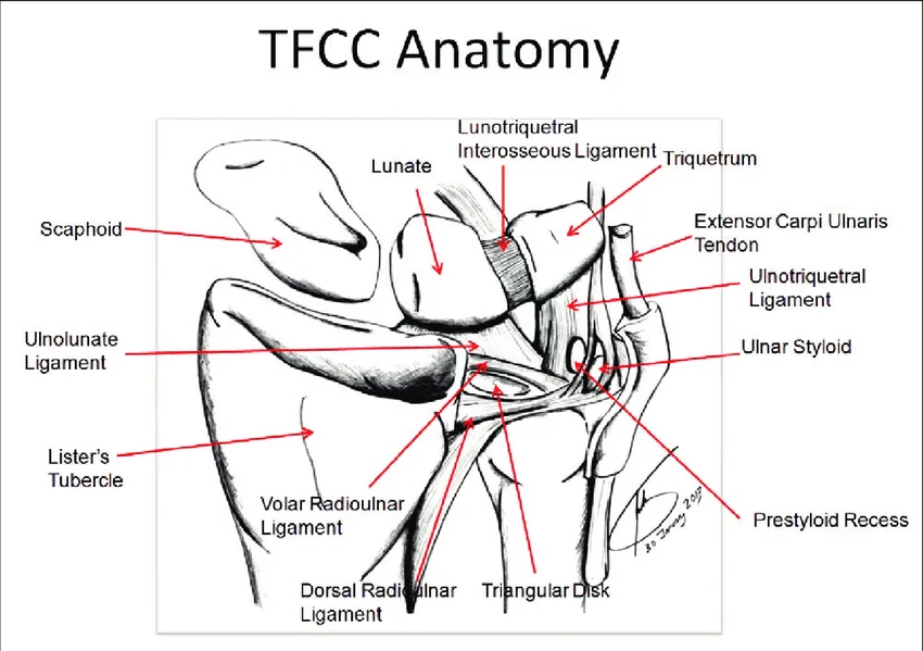 TFCC anatomy