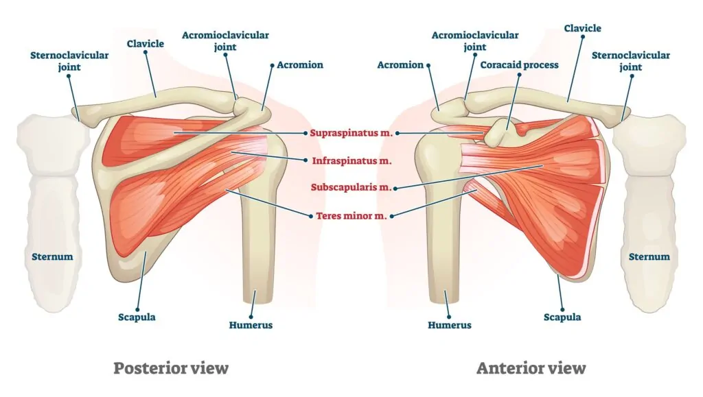 Rotator cuff and shoulder injuries. Diagram of interior and anterior views of shoulder anatomy.